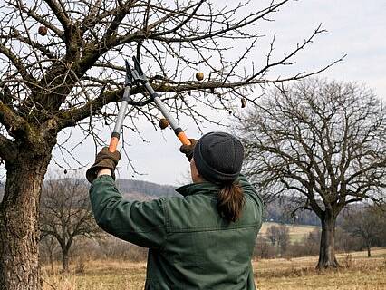 Obstbaumschnittkurs